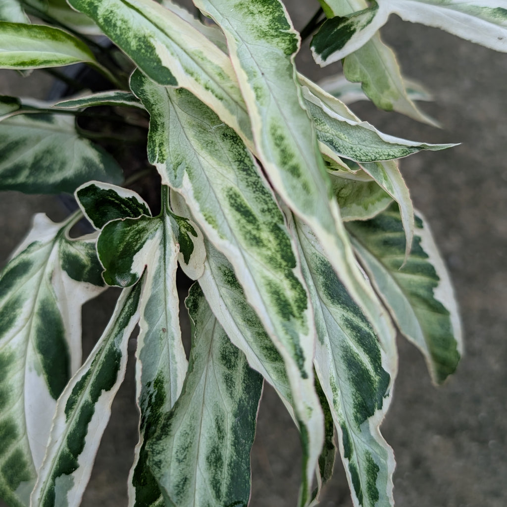 Syngonium 'Starlite'