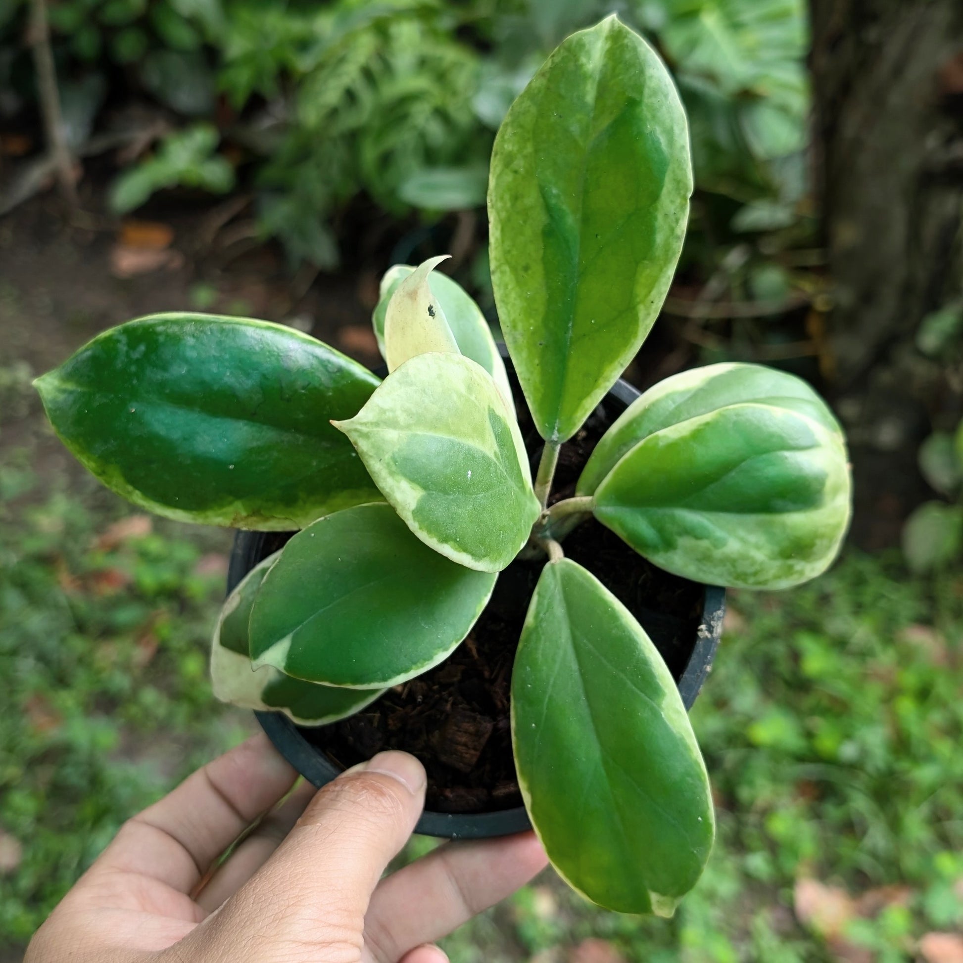Hoya Incrassata Variegata