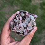 Trailing Duo: Turtles & Hearts