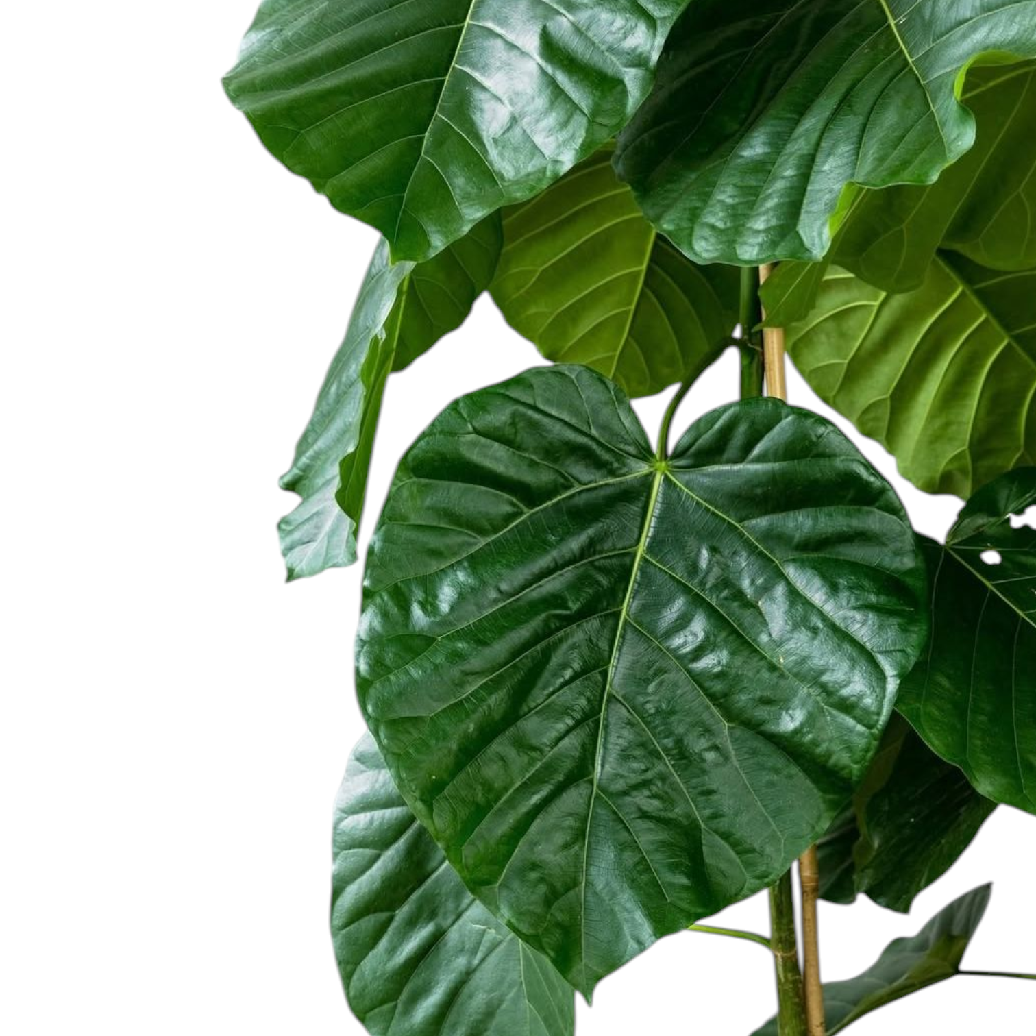 Ficus Umbellata