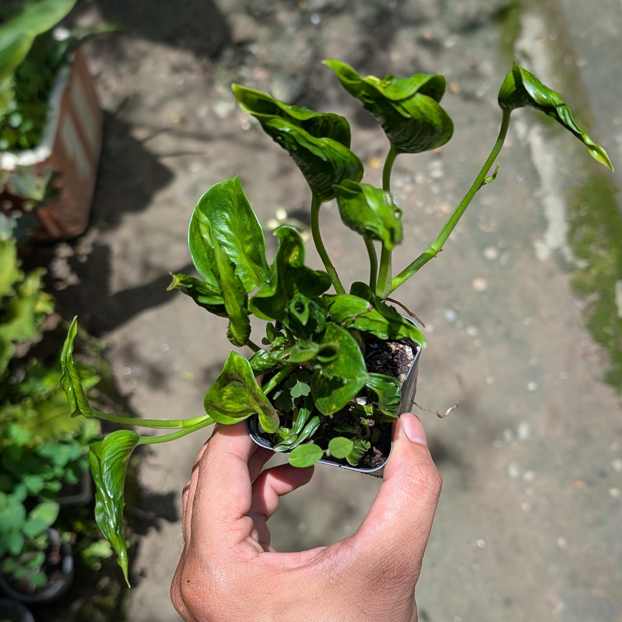 Epipremnum Shangri La