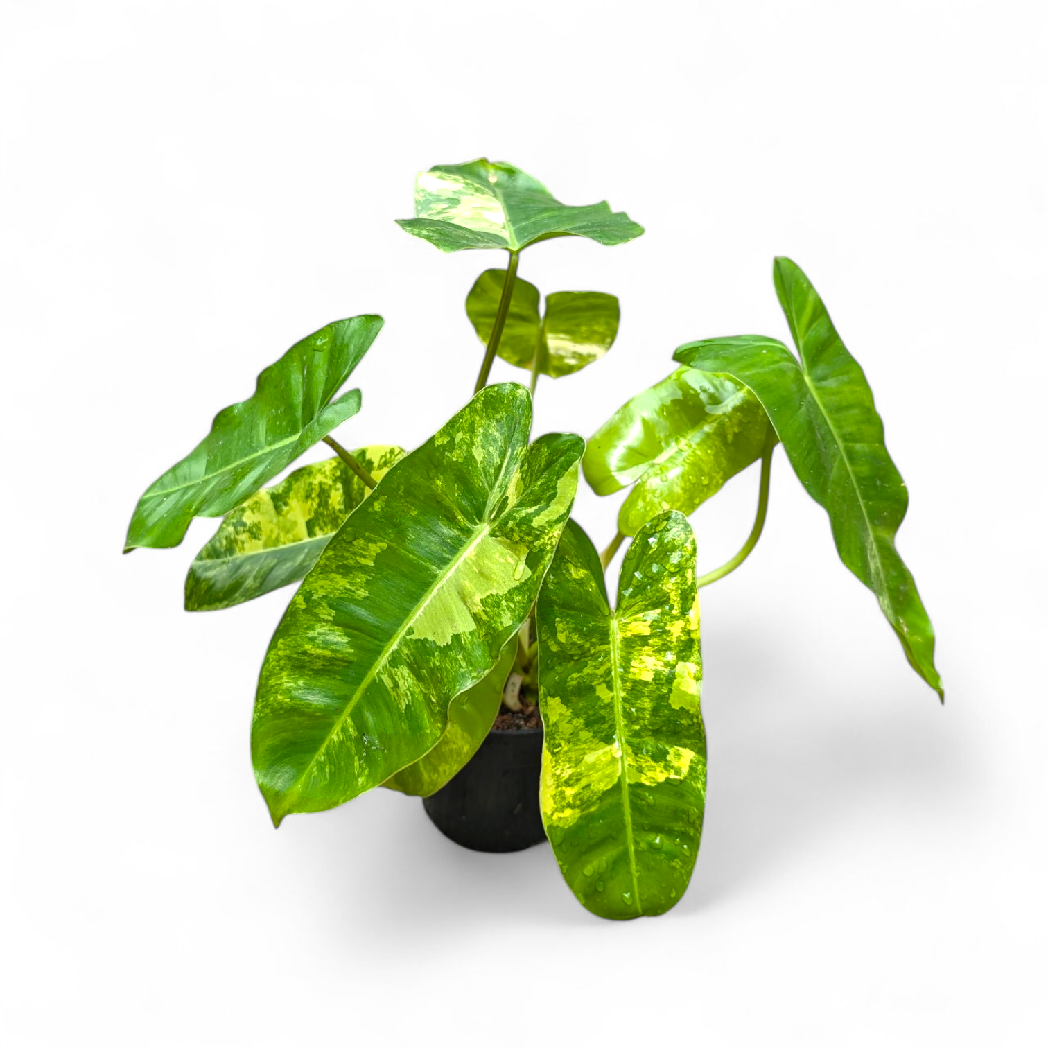 Philodendron ‘Burle Marx Variegata’