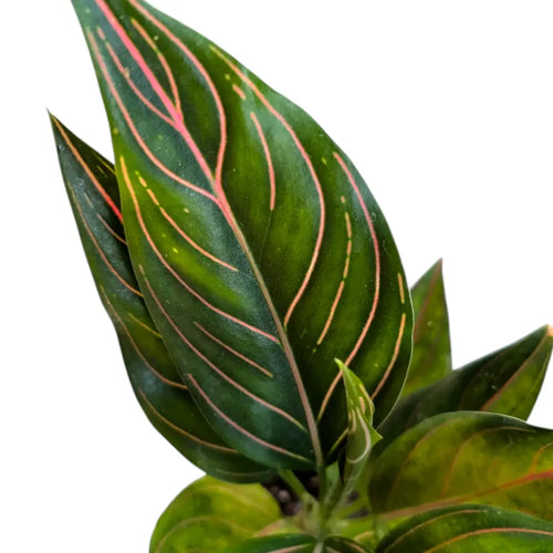 aglaonema rotundum red army Aglaonema Rotundum – Soiled