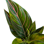 Aglaonema Rotundum - Aglaonema - Soiled
