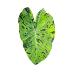 Colocasia Mojito - Colocasia | Soiled