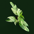 Epipremnum Pinnatum 'Marble' - Epipremnum - Soiled