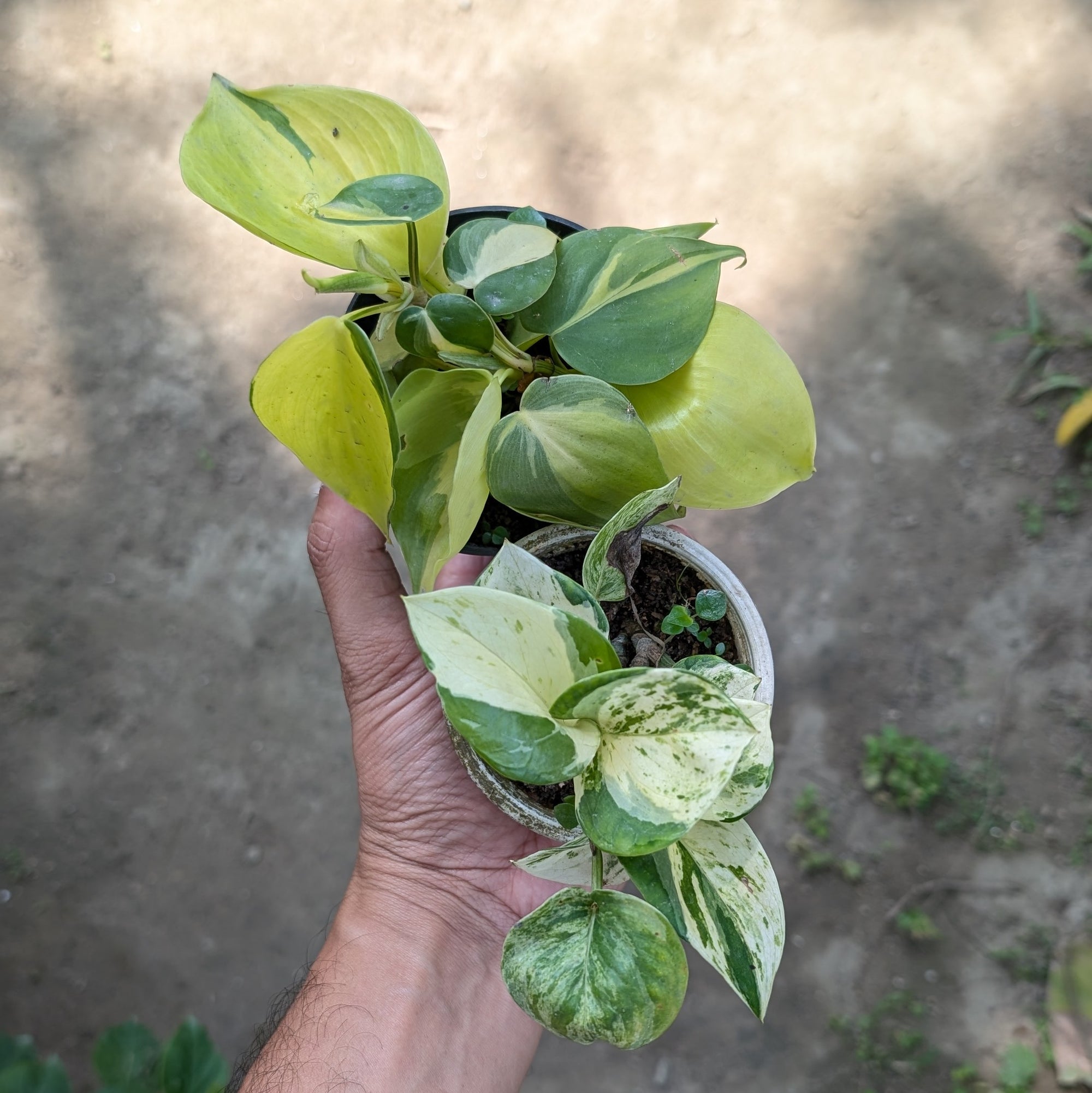 Combo - Manjula Pothos + Philodendron Brasil -  - Soiled