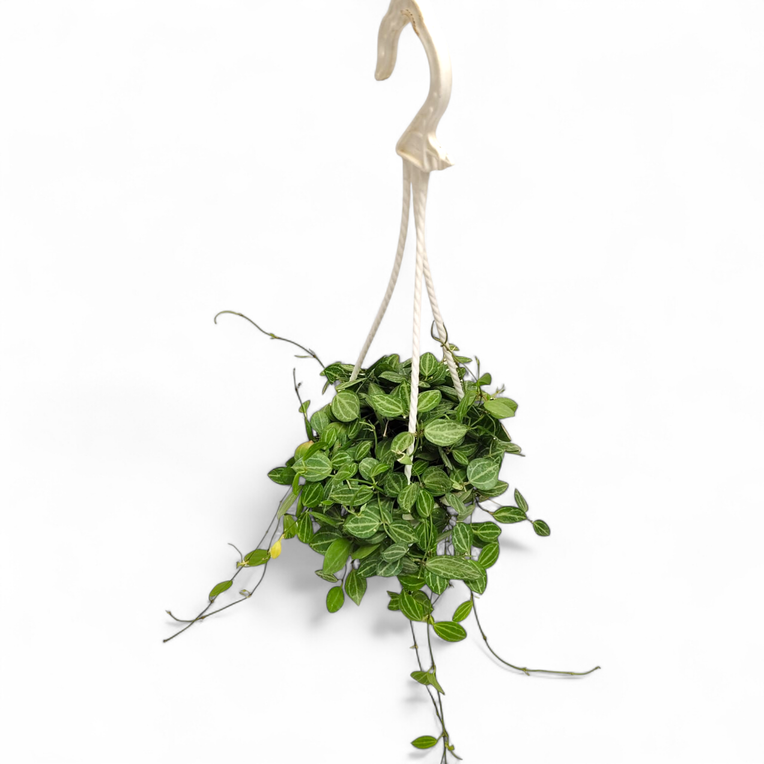 Dischidia Watermelon - Dischidia - Soiled