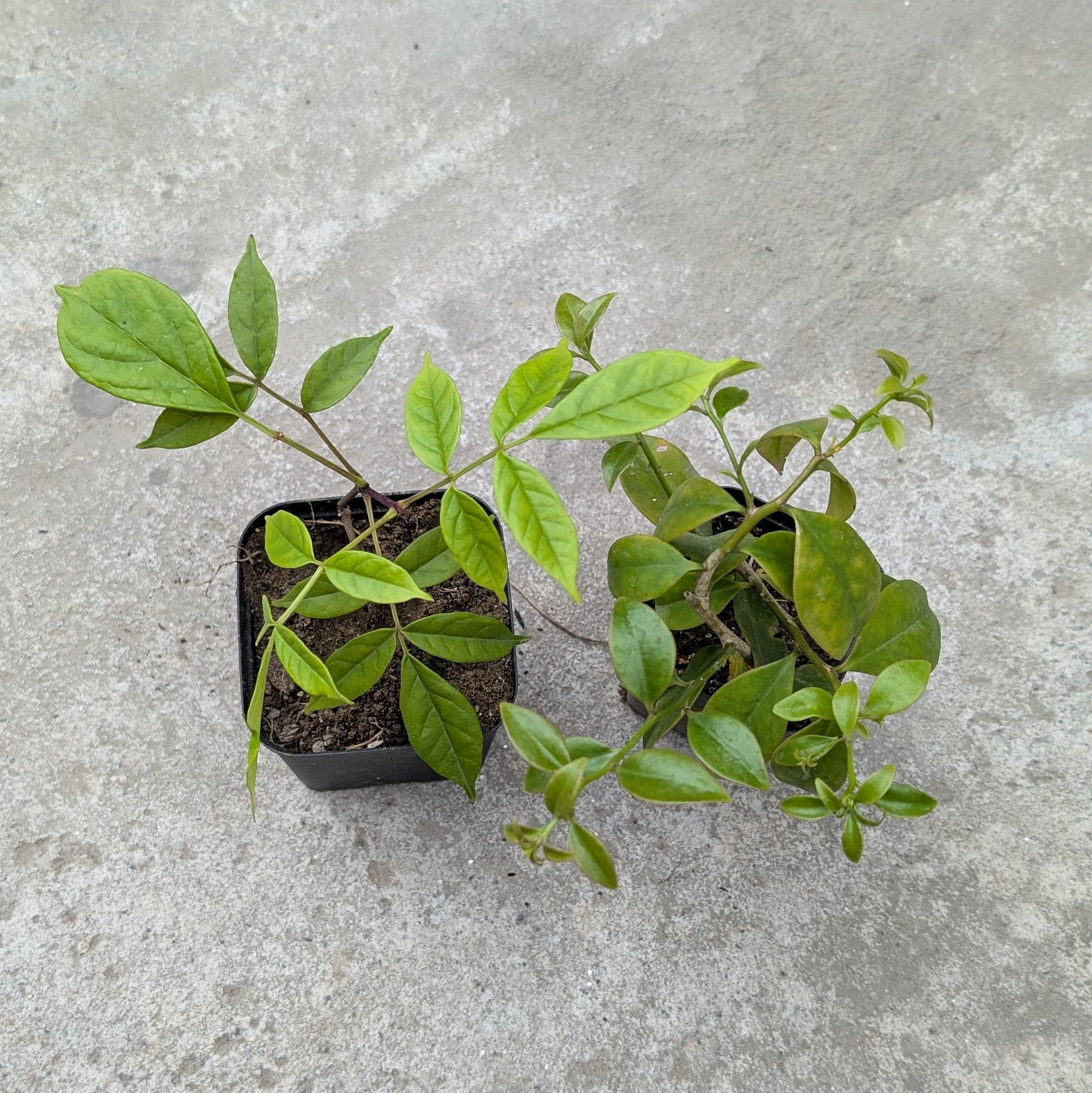 Combo - Lemon Vine + Fraser Island Creeper -  - Soiled