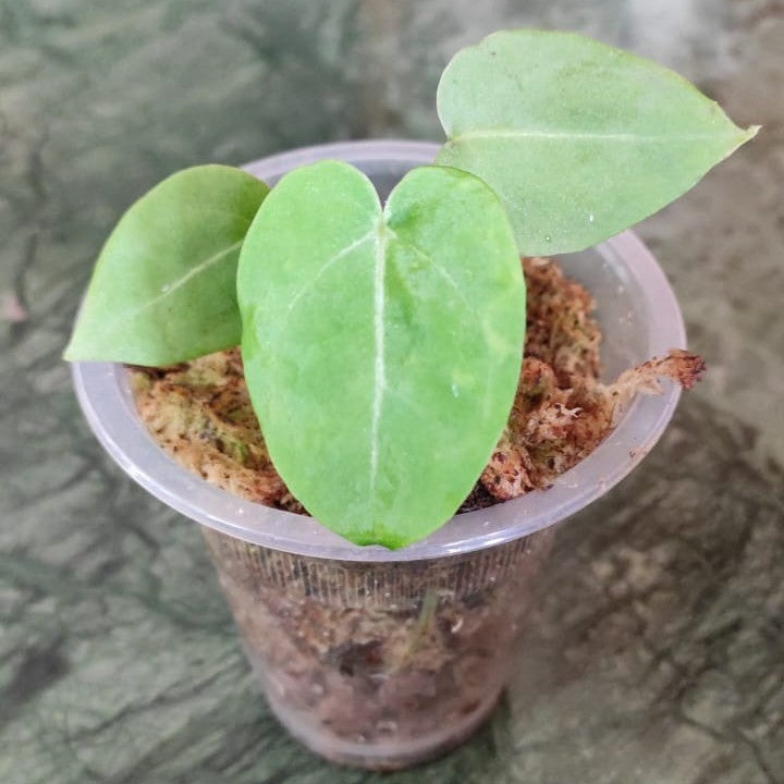Anthurium King of Spades
