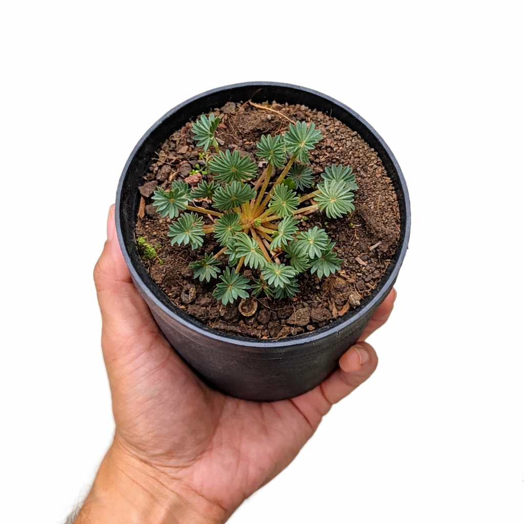 Oxalis Palmifrons (Palm Leaf Oxalis)