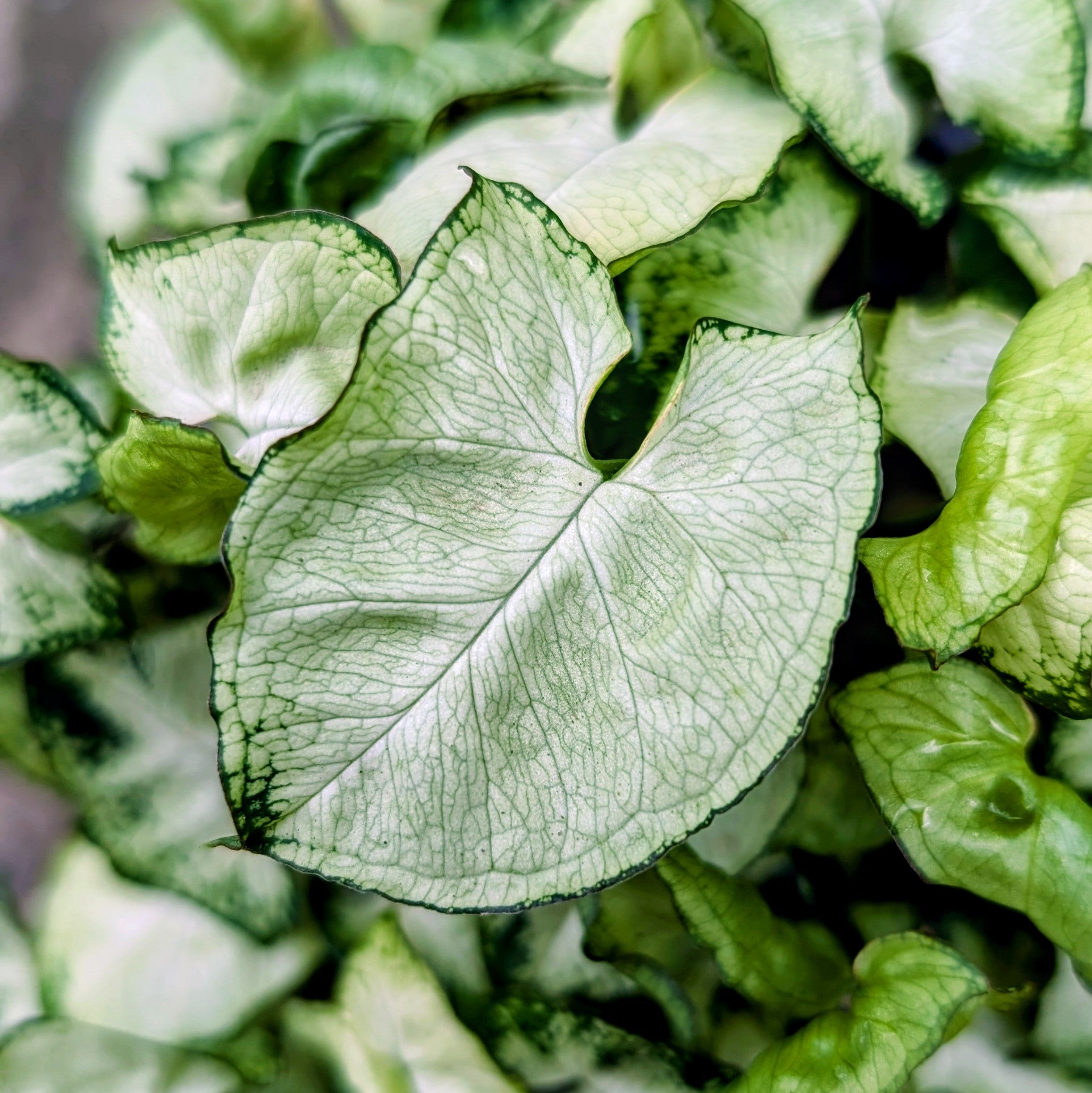 Syngonium Pixie Mini (Bushy Plant)