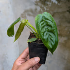 Philodendron Sharoniae