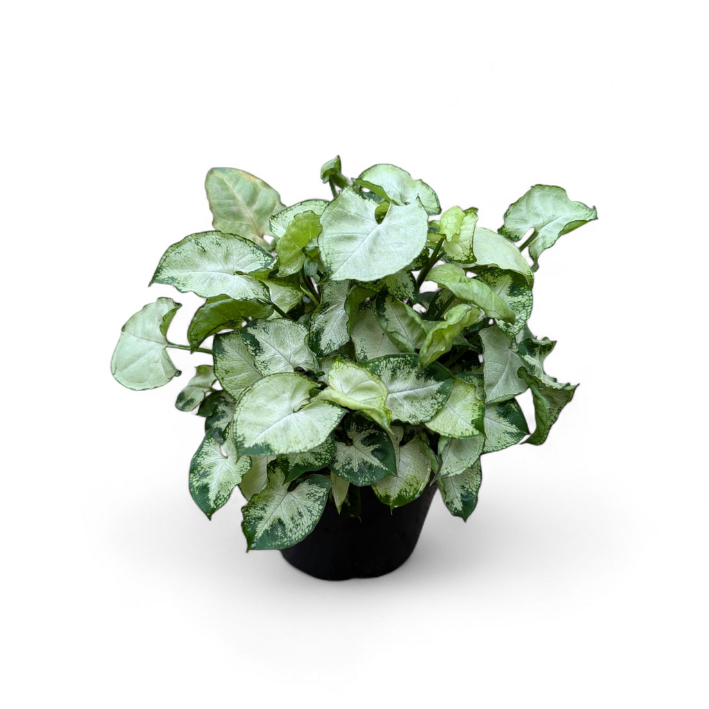 Syngonium Pixie Mini (Bushy Plant)
