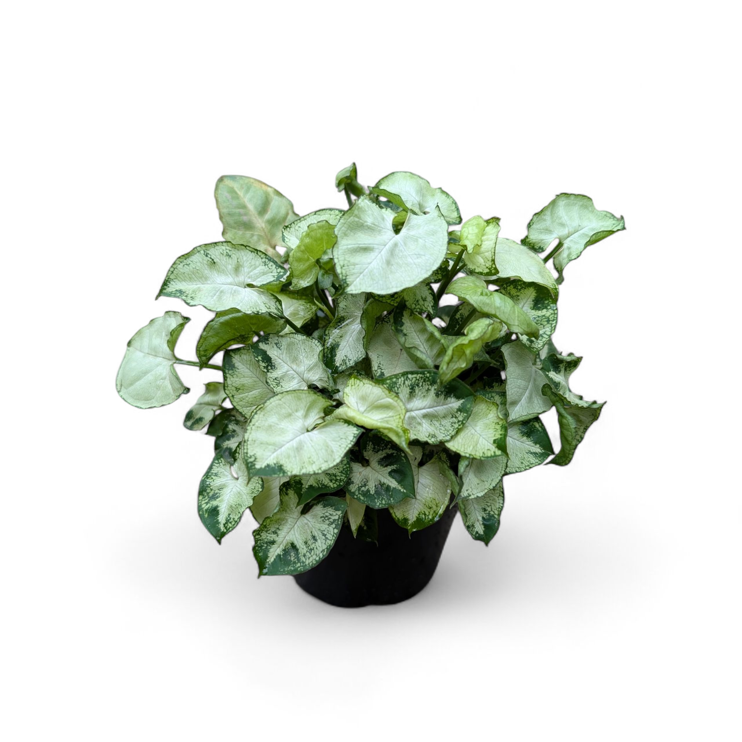 Syngonium Pixie Mini (Bushy Plant)