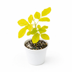 Yellow Desmodium (Dendrolobium Umbellatum Aurea)