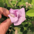 Pink Aparajita Flower Seeds (Clitoria Ternatea) - Seed - Soiled