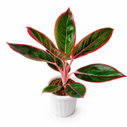 Aglaonema Khanza
