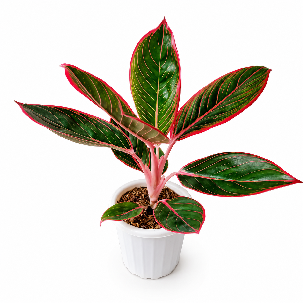Aglaonema Khanza