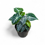 Alocasia Parasol