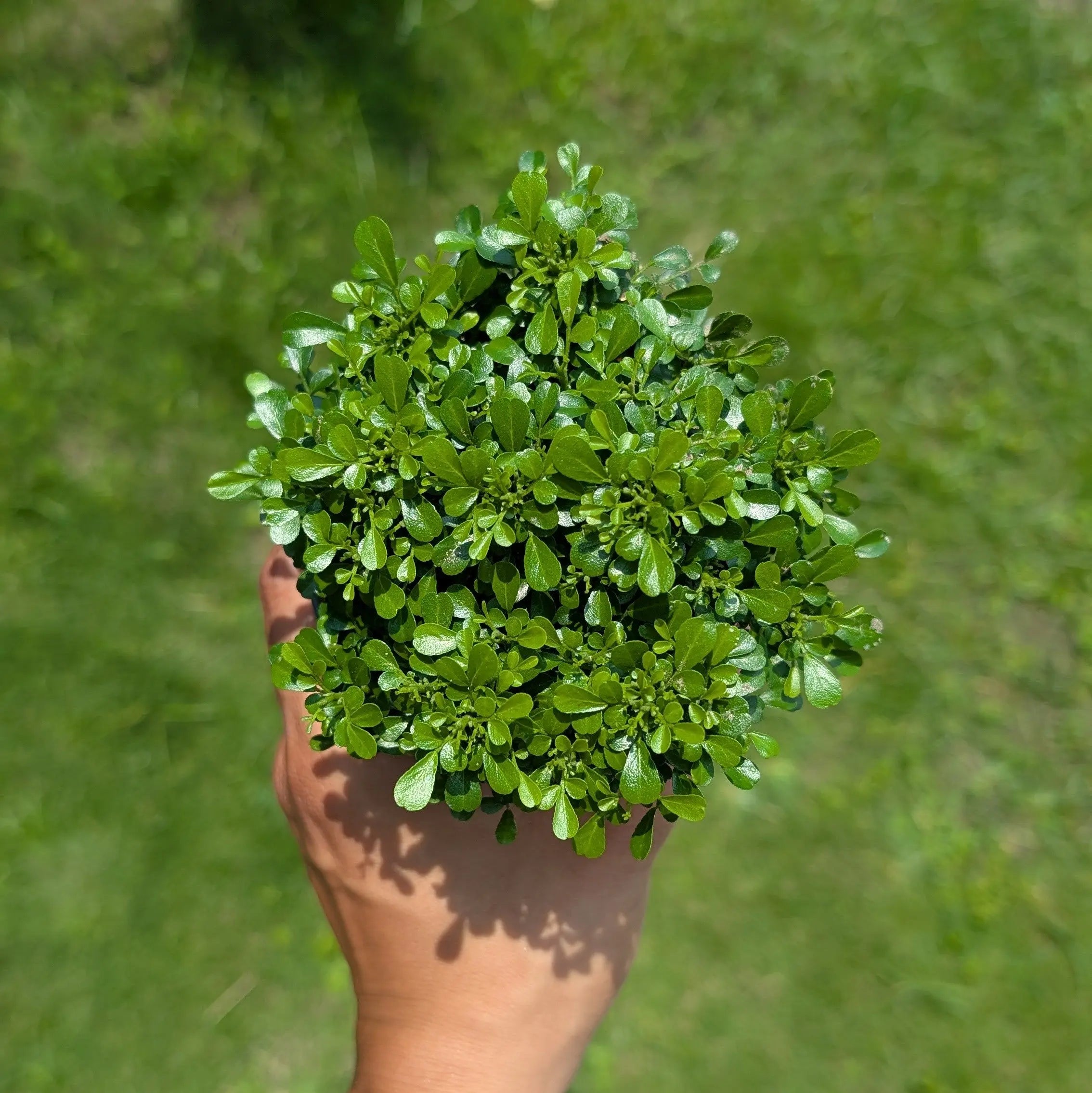 kamini tree bonsai Buy Dwarf Kamini Bonsai Plant (Murraya Paniculata)