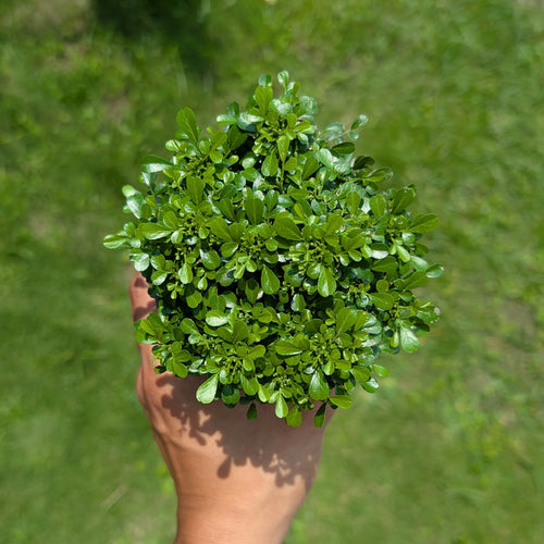 Dwarf Kamini Bonsai Plant (Murraya Paniculata)