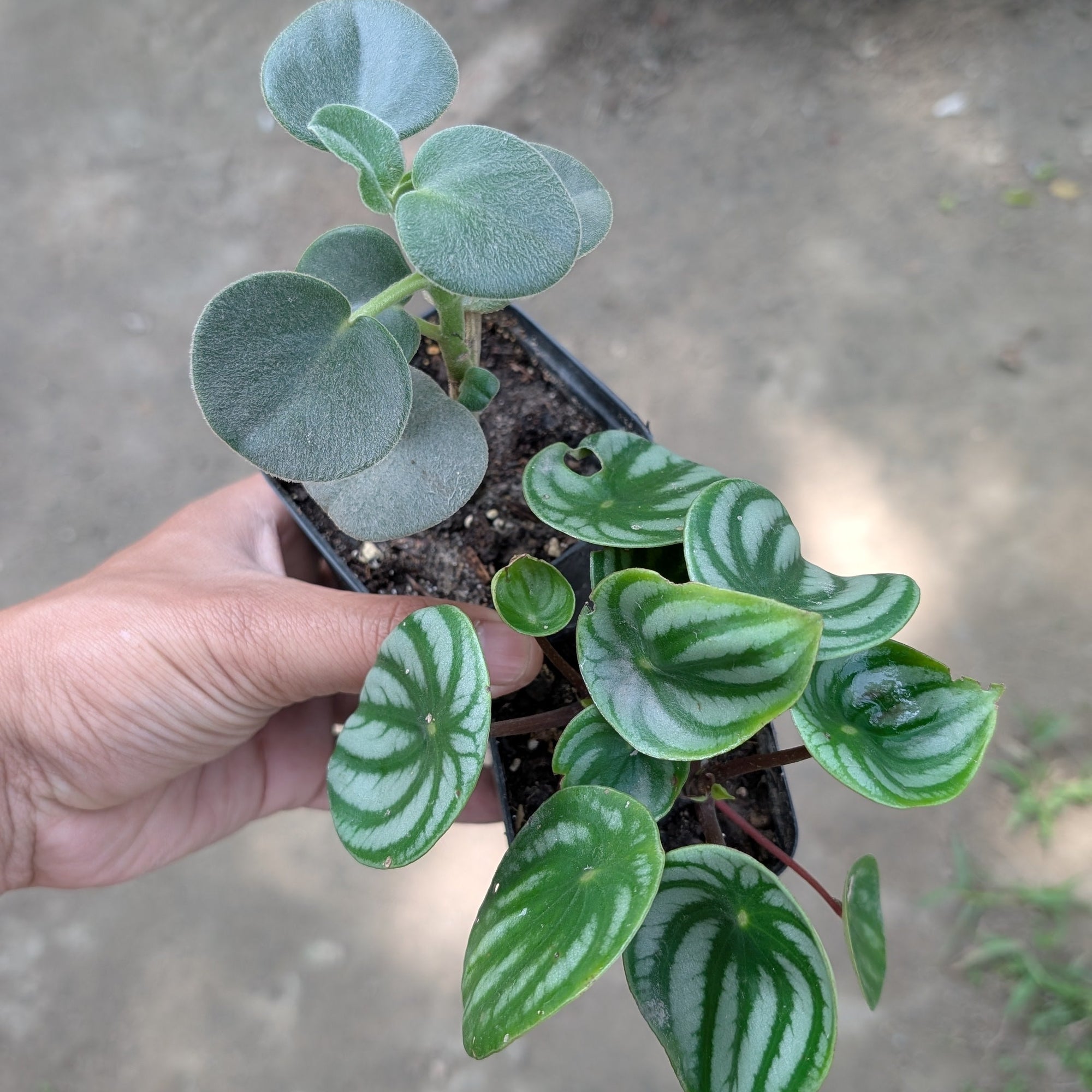 Combo - Peperomia Incana + Watermelon Peperomia -  - Soiled
