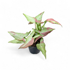 Syngonium Pink Salmon