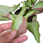 Syngonium Pink Salmon