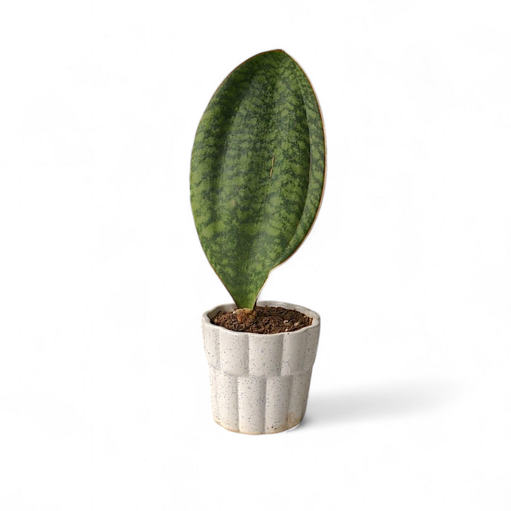 Sansevieria Masoniana (Whalefin Snake Plant)