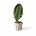 Sansevieria Masoniana (Whalefin Snake Plant)