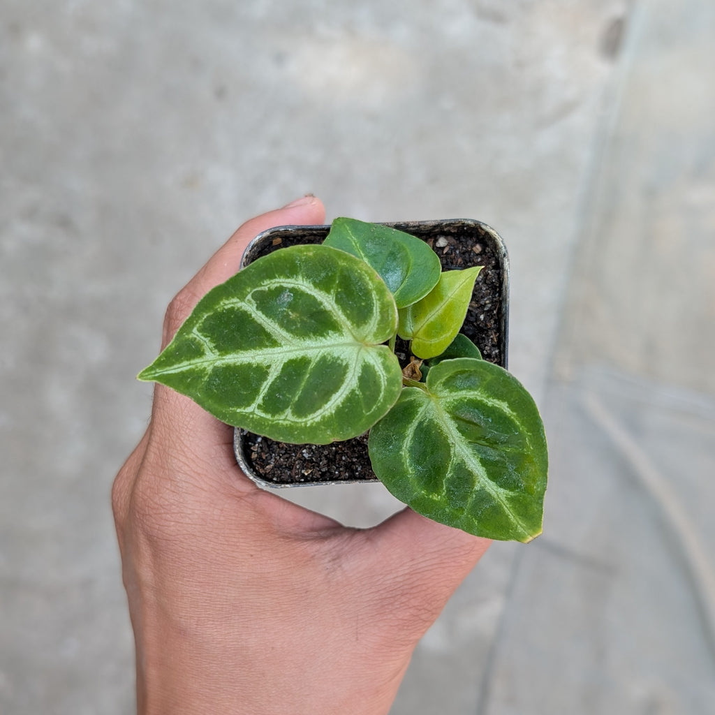 Anthurium 'Dorayaki' (Small Plant)