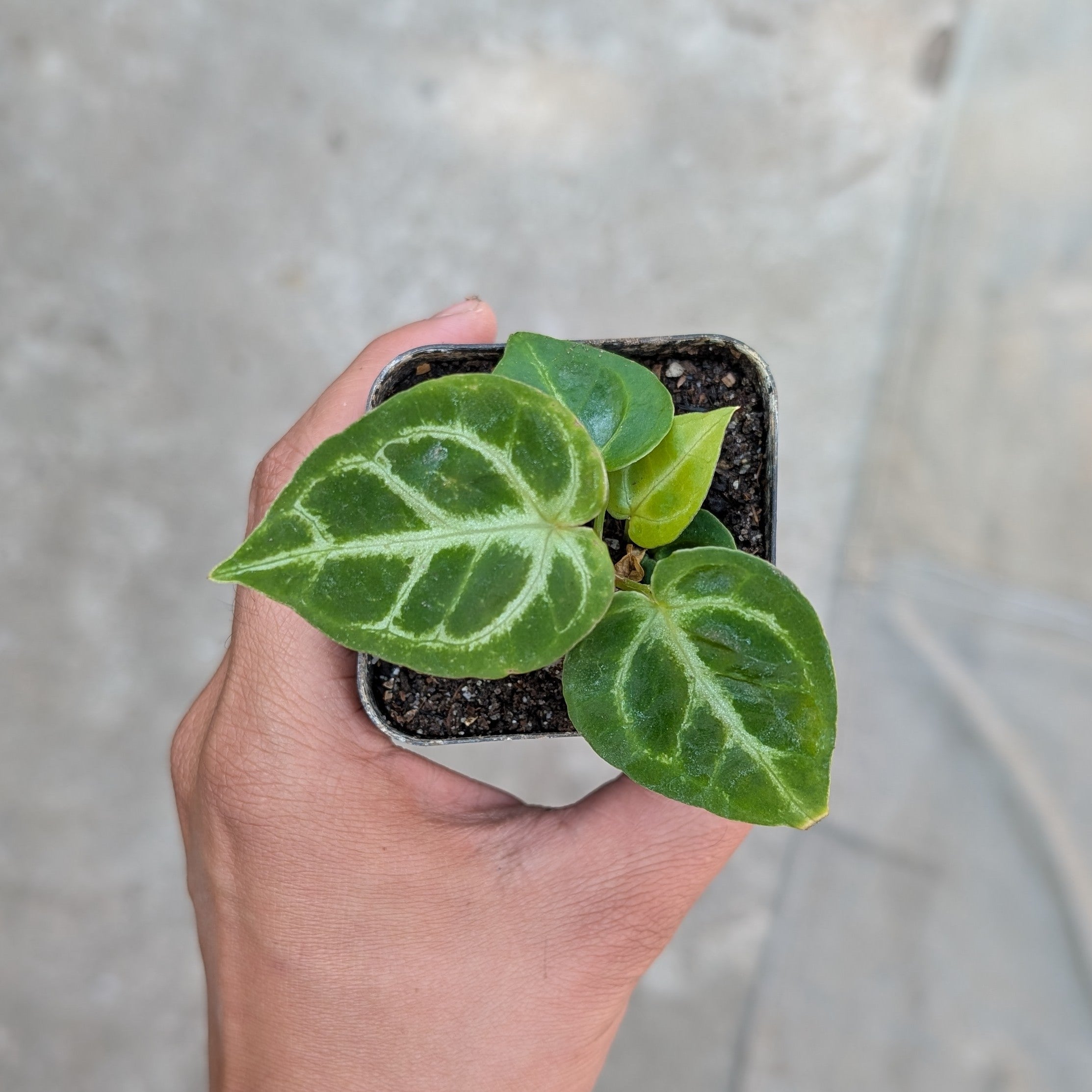 Anthurium 'Dorayaki' (Small Plant)