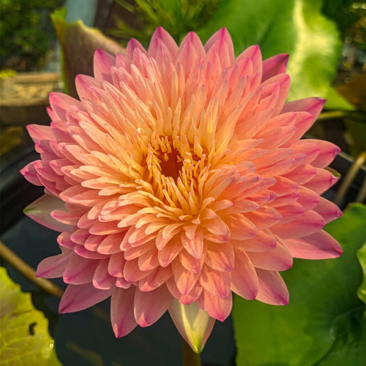 Nymphaea 'Hassabadin' - Tropical Water Lily