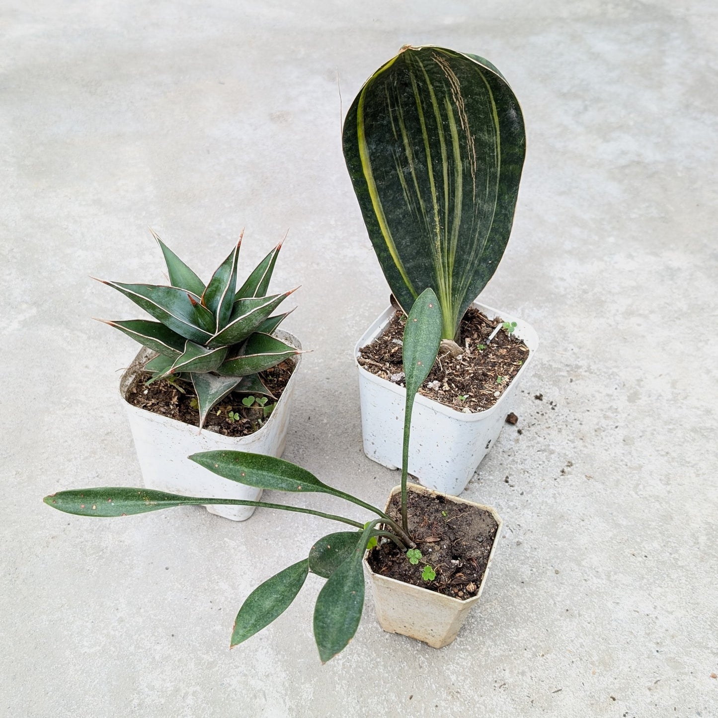 Combo - Sansevieria Concinna + Sansevieria Pingucula + Sansevieria Masoniana Variegated