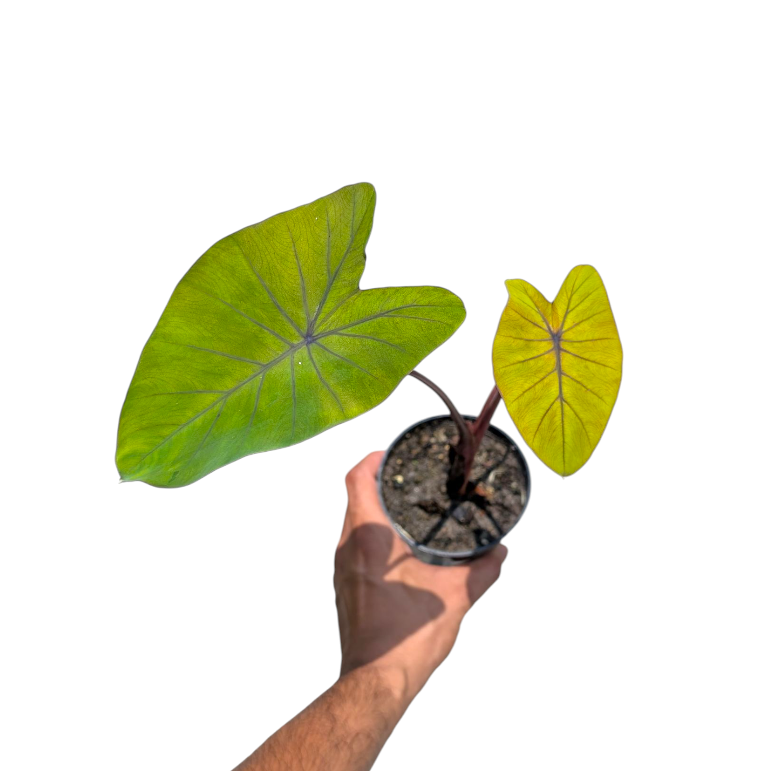 Colocasia 'Canary'