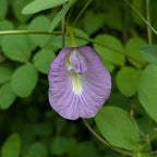Purple Aparajita (Clitoria Ternatea) Flower Seeds - Single Petal