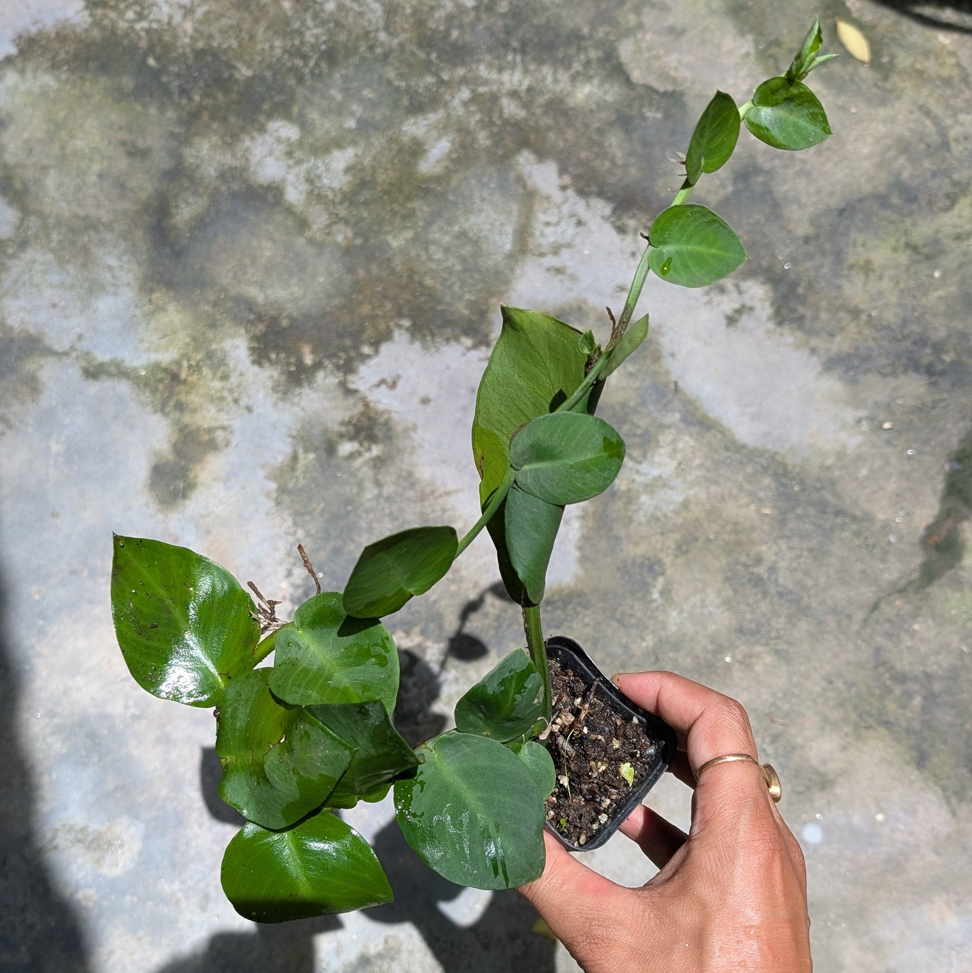 Rhaphidophora Hayi