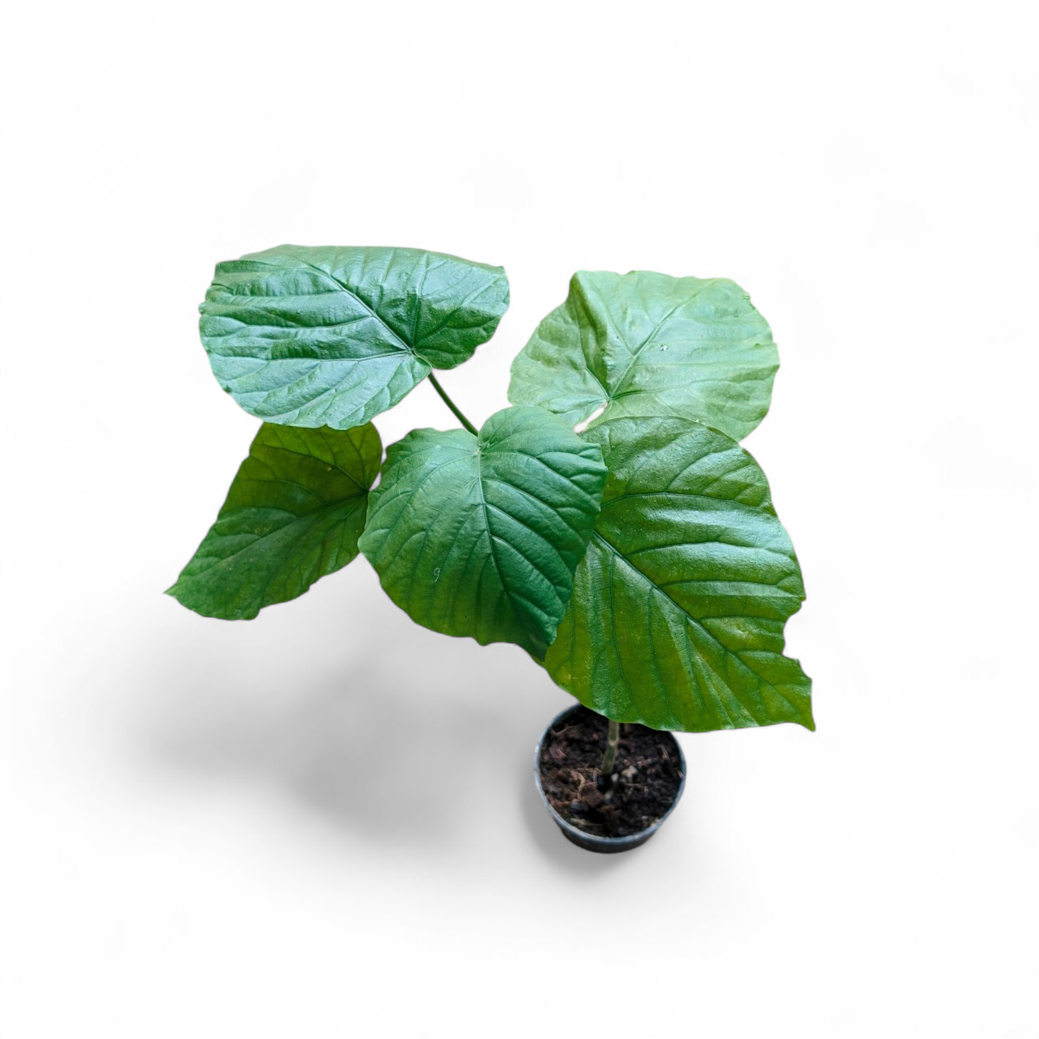 Ficus Umbellata