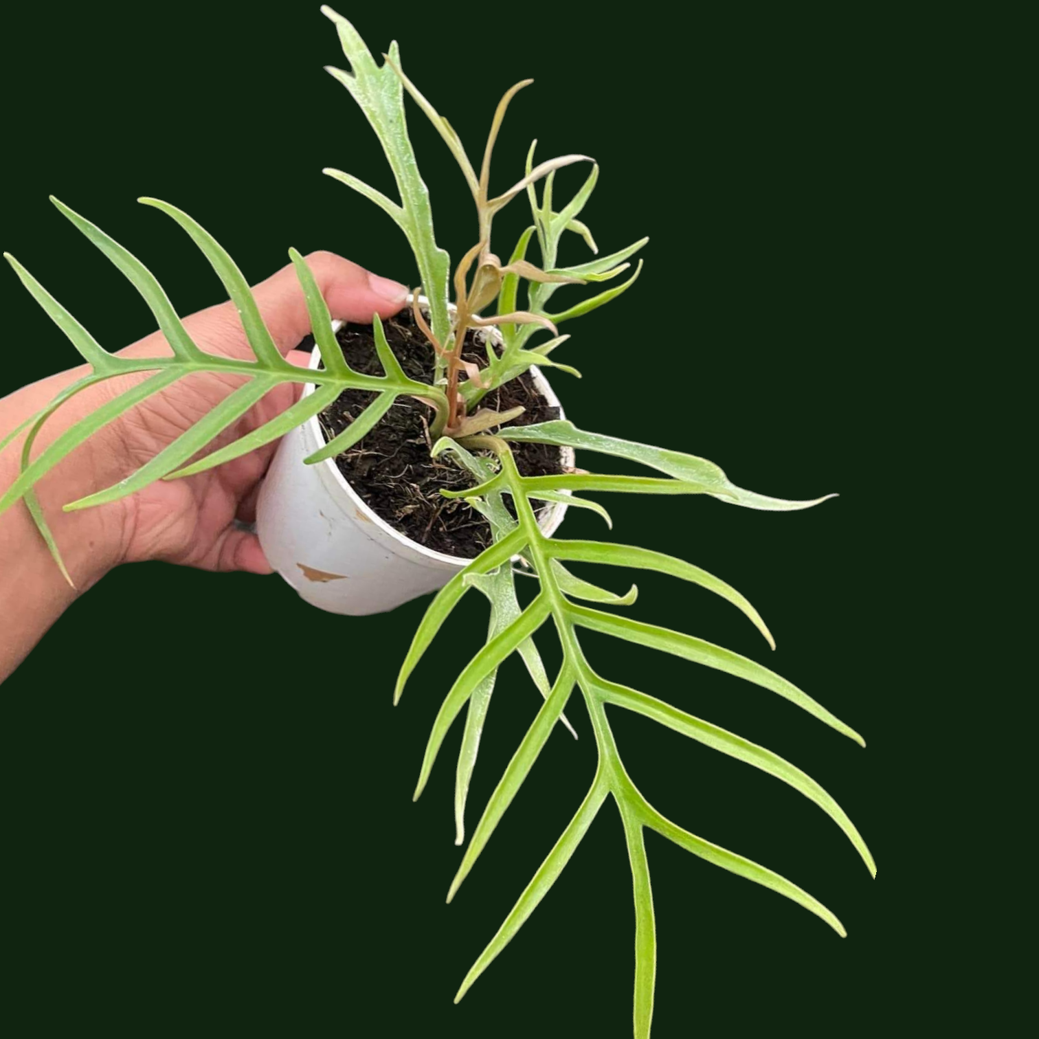 Philodendron Tortum - Philodendron - Soiled