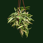 Hoya Kentiana Variegated (Bushy Plant)