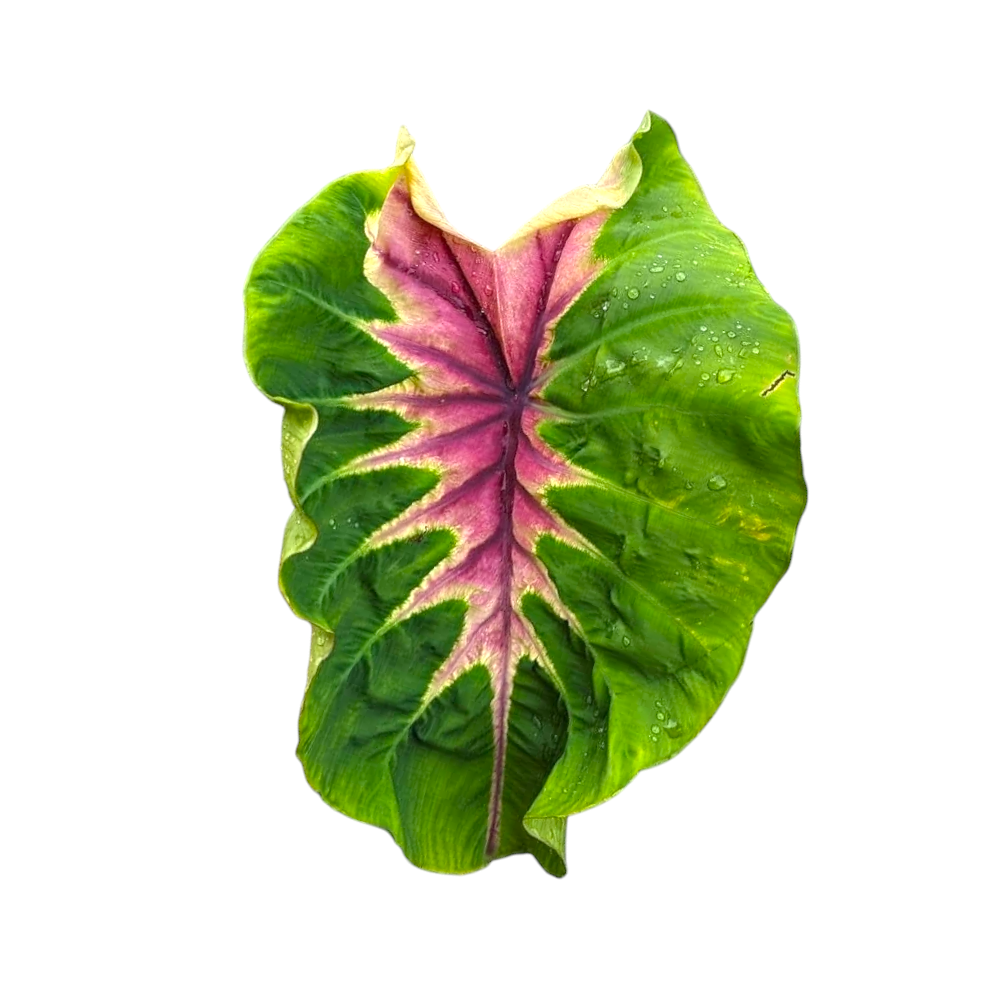 Colocasia Light Pillar