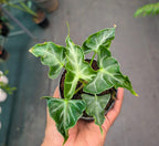 Alocasia 'Loco'