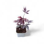 Japanese Maple Plant (Acer Palmatum)