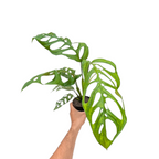 Monstera Epipremnoides (Esqueleto)