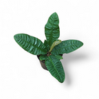 Anthurium Reflexinervium