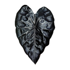 Colocasia Black Coral - Colocasia | Soiled