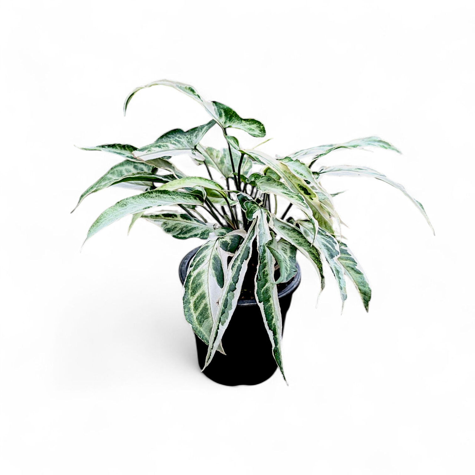 Syngonium 'Starlite'