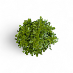 Dwarf Kamini Bonsai Plant (Murraya Paniculata)