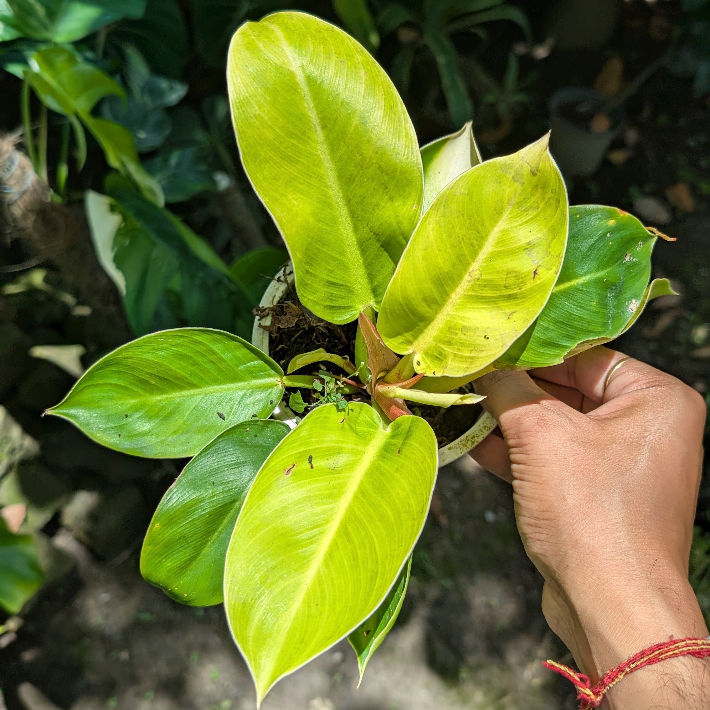 Philodendron Moonshine